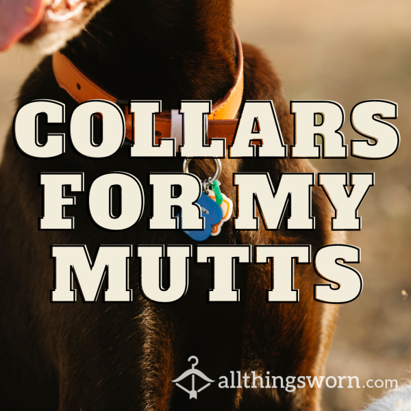 Dog Collars