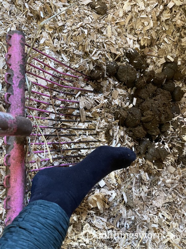 Filthy Socks, Horse Chores, No Boots