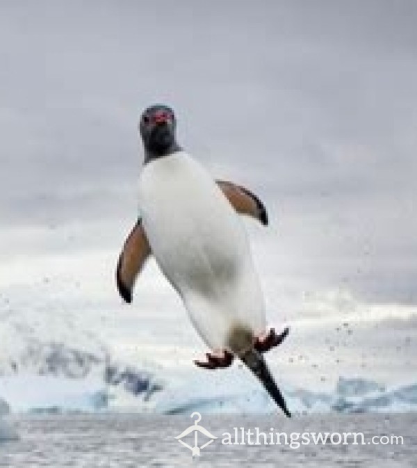 FlyingPenguin